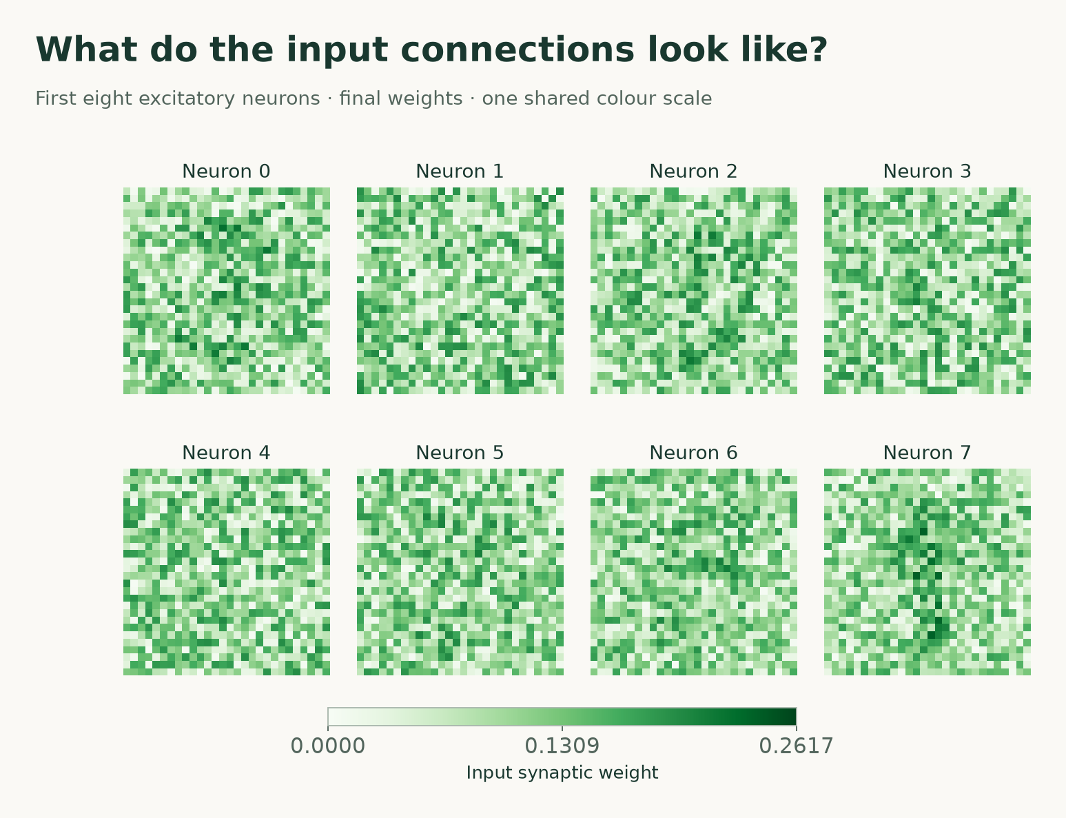 The measured 28 by 28 input-weight fields of the first eight excitatory neurons after 200 training presentations.
