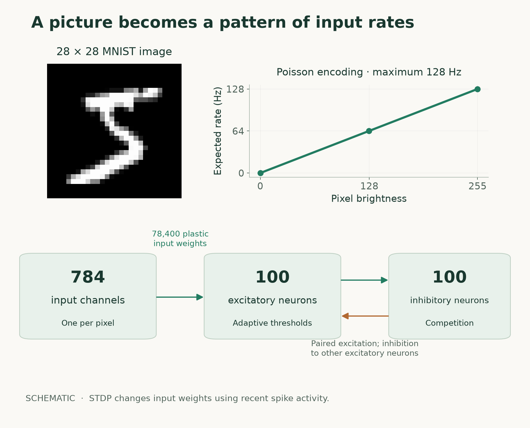 An MNIST image, its conversion into input firing rates, and the small excitatory–inhibitory network used in this tutorial.